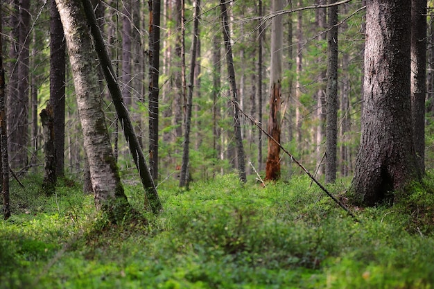 緑のスカンジナビアの森のパノラマ