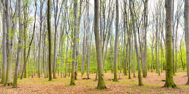 Панорама зеленого весеннего леса с новыми зелеными листьями на деревьях
