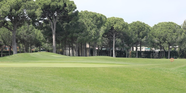 panorama groene golfbaan met bos