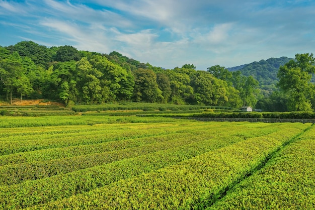 Photo panorama image of tea plantation field with cloudy blue sky at singha park chiangrai thailand