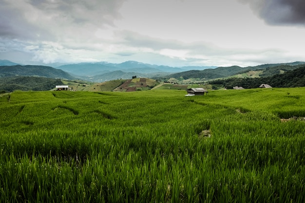 Panorama landscape, Green Paddy Field with cloudy sky in north of Thailand