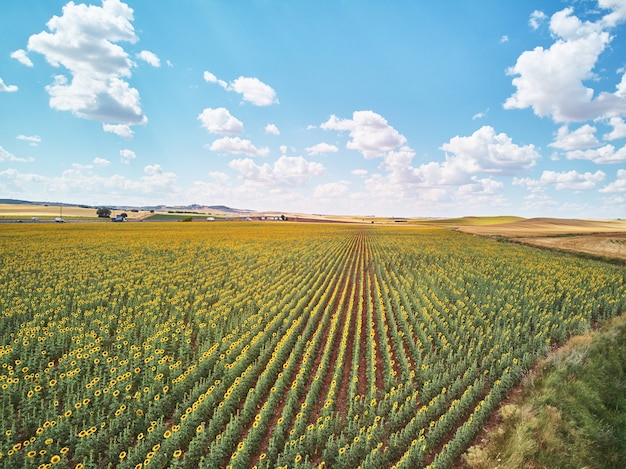 Panorama paesaggio di campi di girasoli e sfondo di nuvole di cielo azzurro paesaggi di campi di girasoli in giornata di sole con motivi formati su sfondo naturale