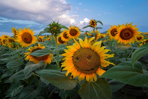 Panorama Landscape Of Sunflower fields And blue Sky clouds .