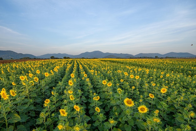 Panorama landscape of sunflowers blooming in the field with the mountain range background at Lopburi province Thailand