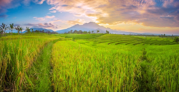 Panorama landscape A vast expanse of green rice fields in the morning with beautiful mountains in Indonesia