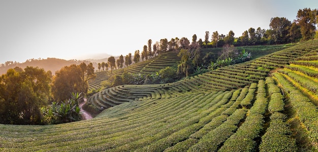 Foto panorama landschap uitzicht op de theeplantage bij doi mae salong chiang rai thailand is top toeristische bestemmingen en landmark van chiang rai