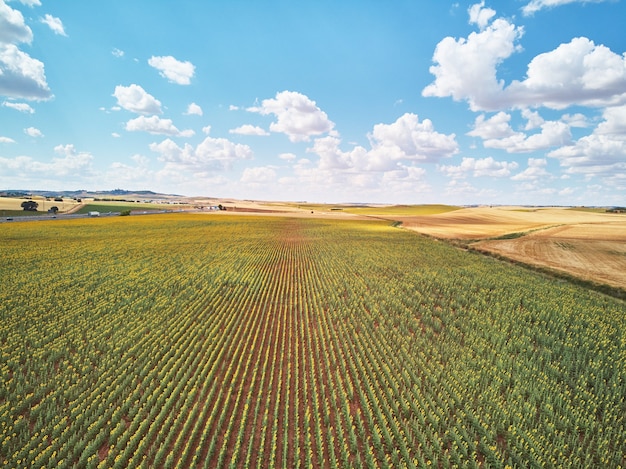 Panorama Landschap van zonnebloemvelden en blauwe hemelwolkachtergrond Landschappen van zonnebloemvelden op zonnige dag met gevormde patronen op natuurlijke achtergrond