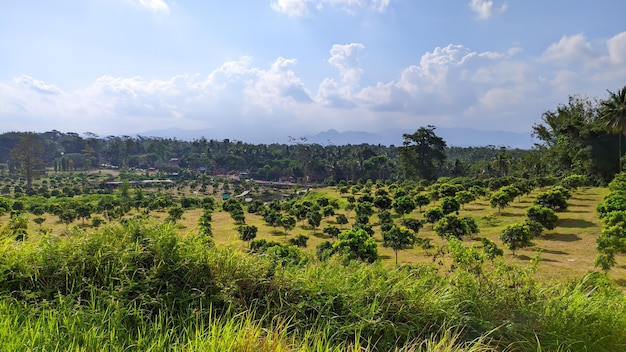 インドネシアの澄んだ空とリュウガンの木の野原のパノラマ