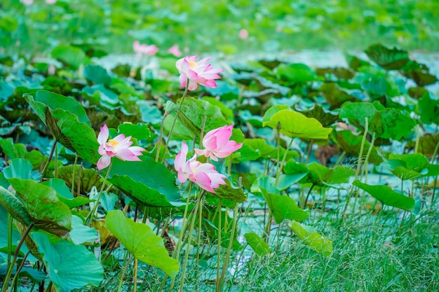 平和で静かな田園地帯にある蓮の池のパノラマこれは仏の花です