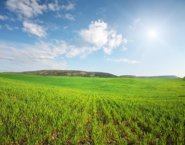 Panorama meadow of wheat