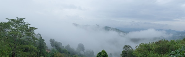 Panorama mist bedekte bomen