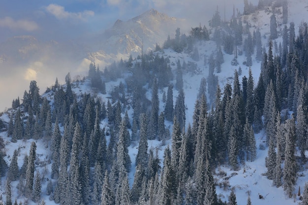 panorama of a mountain landscape with snowcovered firs