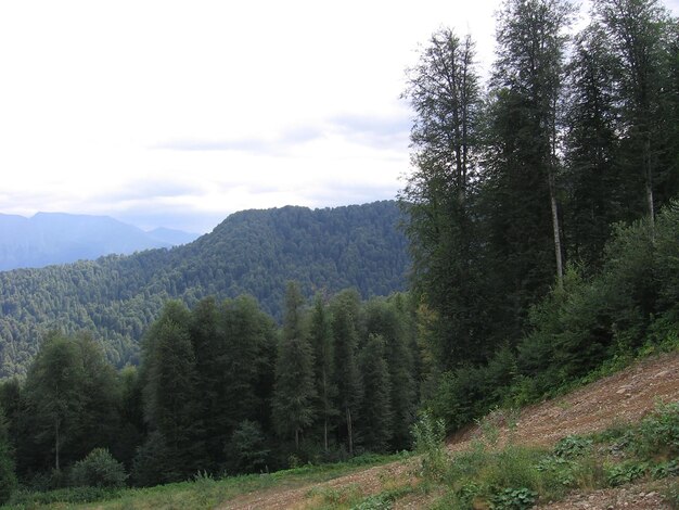 A panorama mountain landscape with valleys and forest mountain peaks