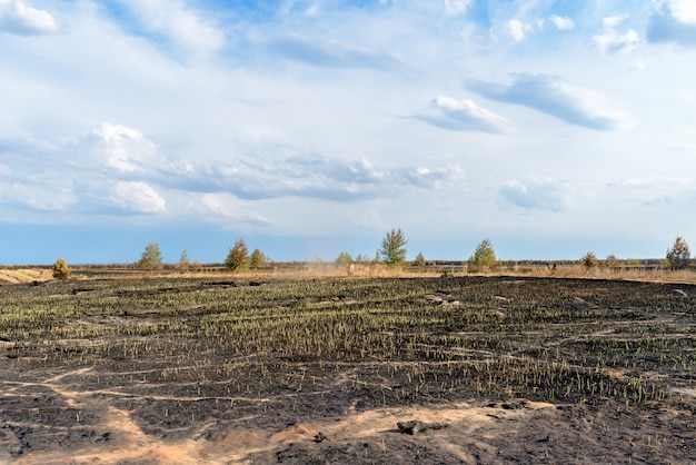 Фото Панорама выжженного поля и соснового леса на фоне голубого неба с облаками.