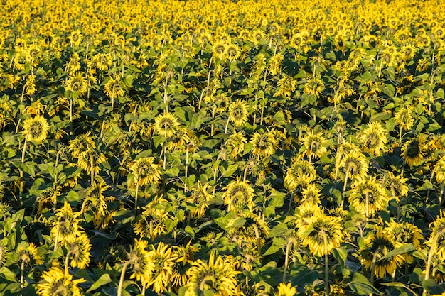 Panorama op het gebied van bloeiende felgele zonnebloemen in zonnige dag