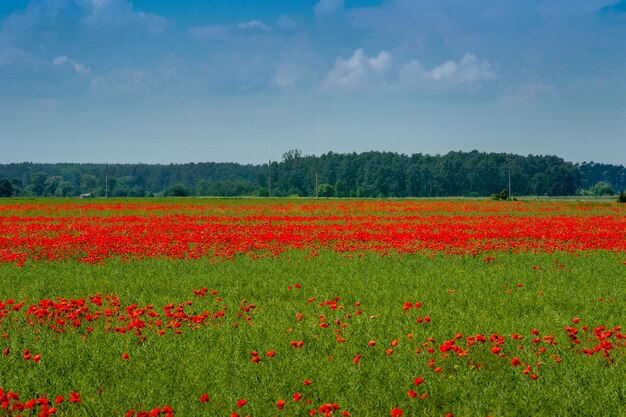 Panorama-papaverveld met groene tarwe, mooie blauwe lucht met wolken onkruid in de landbouw