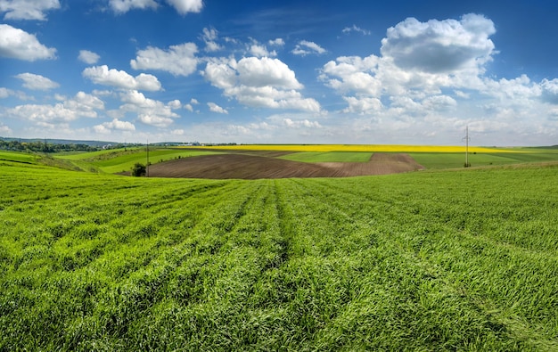 Panorama of pieces of agricultural arable land, rapeseed from the green field of winter wheat in early spring