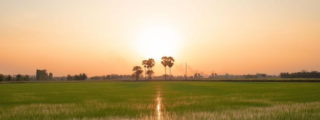 Панорама рисовых полей вечером.