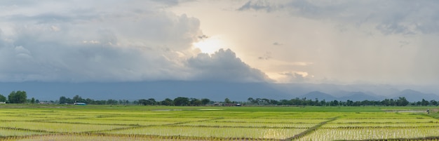 Panorama rice plant farmers planting rice. 