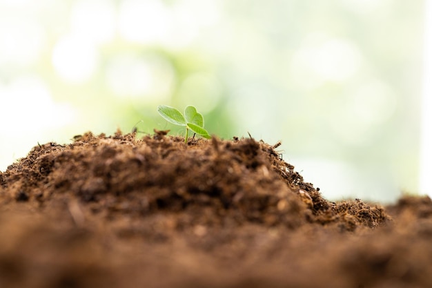 panorama small tree growing with sunrise green world and earth day concept