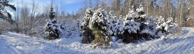 雪に覆われた冬の森のパノラマ