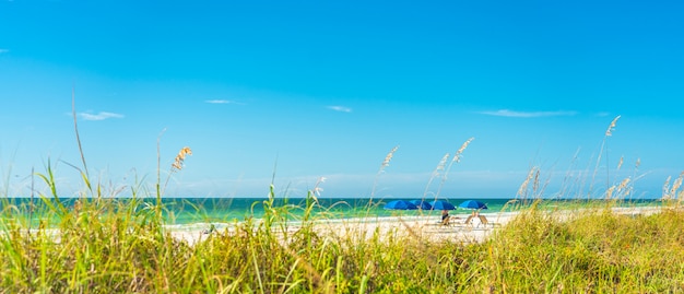 Foto spiaggia soleggiata di panorama con erba e cielo blu in florida