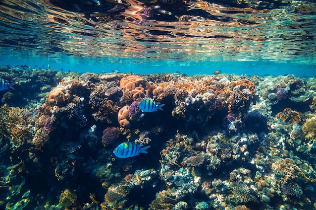 Panorama underwater coral reef on the red sea