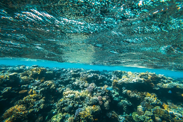 A panorama underwater coral reef on the red sea