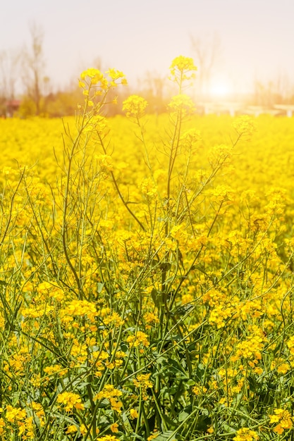 Panorama van bloeiend veld, gele verkrachting