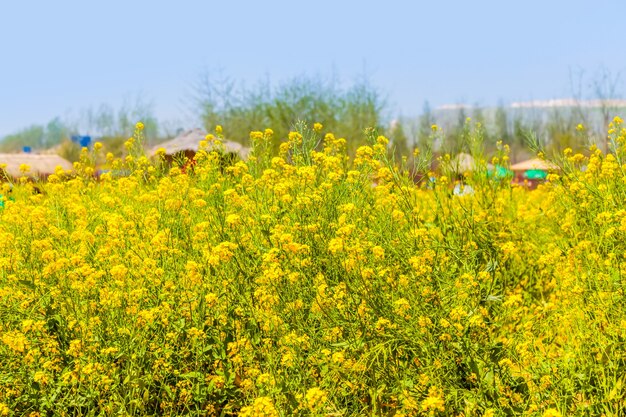 Panorama van bloeiend veld, gele verkrachting