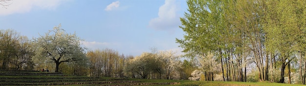 Panorama van de bloeiende tuin