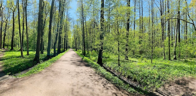 Panorama van de eerste dagen van de zomer in een park lange schaduwen blauwe lucht Toppen van bomen Boomstammen van berken