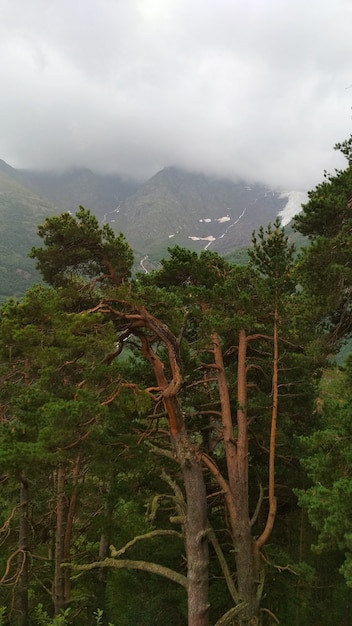 Panorama van de groene kaukasische bergen