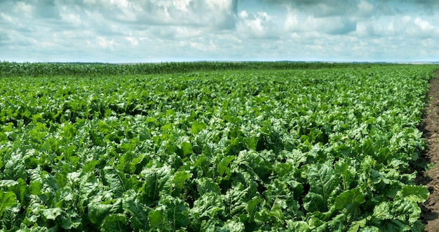 panorama van de hemel van suikerbietenvelden met wolken en groene bladeren