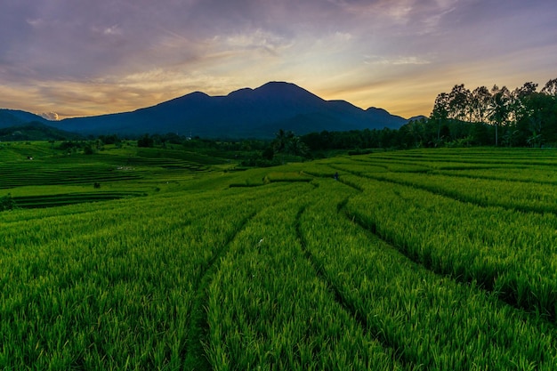 Panorama van de natuurlijke schoonheid van Azië Ochtendmening van rijstvelden in Bengkulu, Indonesië