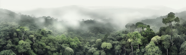 panorama van de regenwoud boomtoppen in de mist