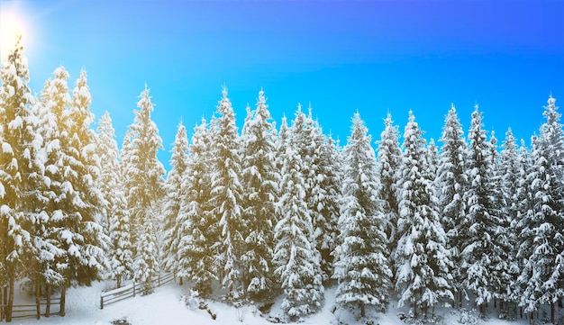 Panorama van een besneeuwd bos van kerstbomen hoog in de bergen