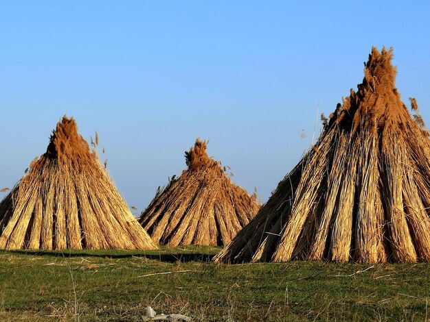 Foto panorama van een traditionele windmolen op het veld tegen een heldere lucht