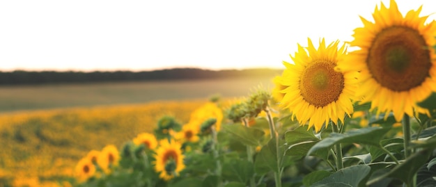 Panorama van geel veld met zonnebloemen in de avond bij zonsondergang