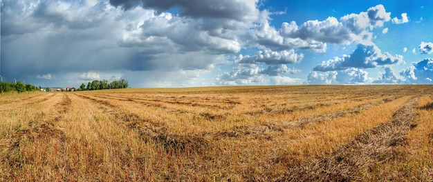 Panorama van gemaaid boekweitveldpatronen van lijnen met groene schoven rode stelen mooie lucht