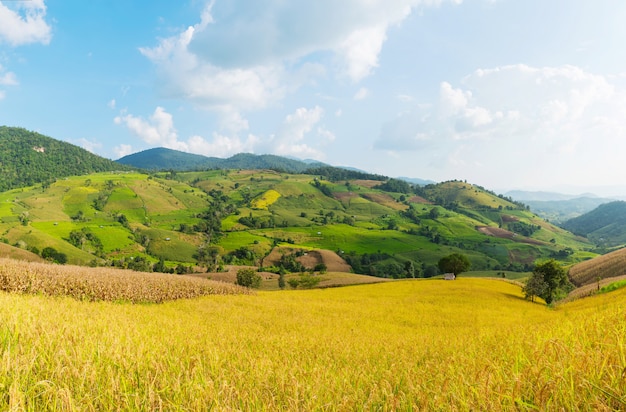 Panorama van groene padievelden op terrasvormig in Thailand.