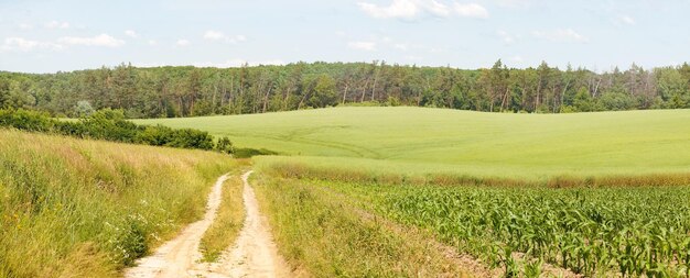 Panorama van het landelijke landschap met velden glooiende heuvels en weg die leidt naar bos op warme zomerdag