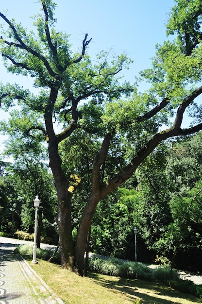 Panorama van het stadspark. Uitzicht op een grote boom en een parksteeg. Zonnige, zomerdag in het park.