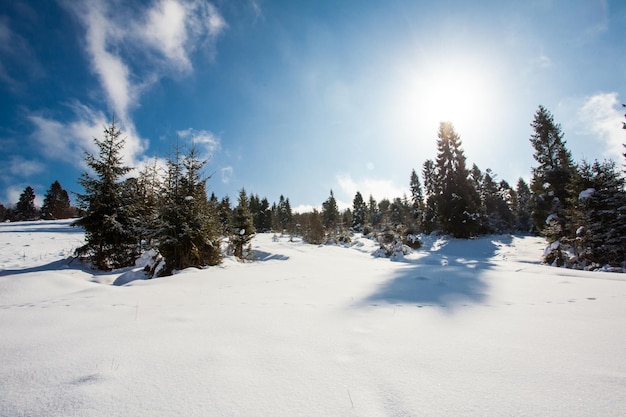 Panorama van het winterlandschap in de bergen met besneeuwde bomen