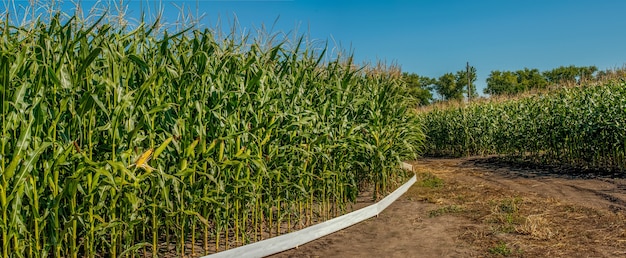 Panorama van landbouwgrond met twee cirkelvormige gewassen: maïs en zonnebloem