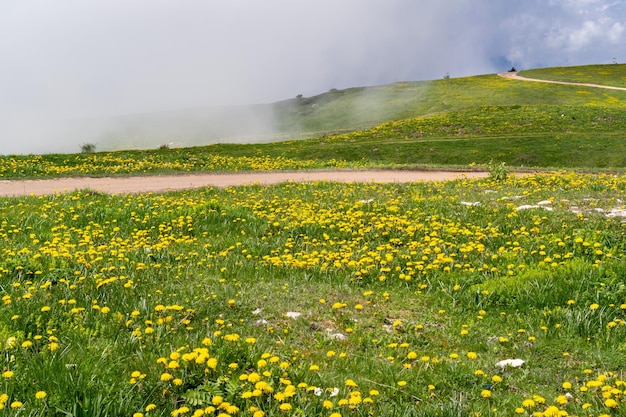 Panorama van Monte Avena, bloemrijke weide en stormachtige lucht, Pedavena, Belluno, Italië