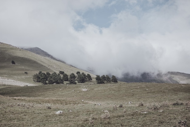 Vista panoramica di scene di foresta e montagne nel parco nazionale dombay, caucaso, russia. cielo azzurro drammatico e paesaggio soleggiato