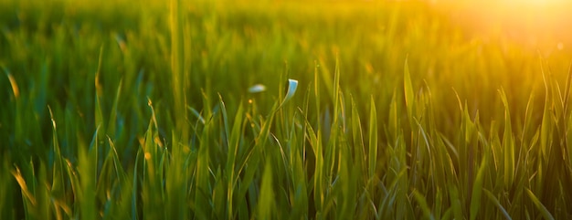 Panorama view of green sprouting rye agricultural field in spring in sunset