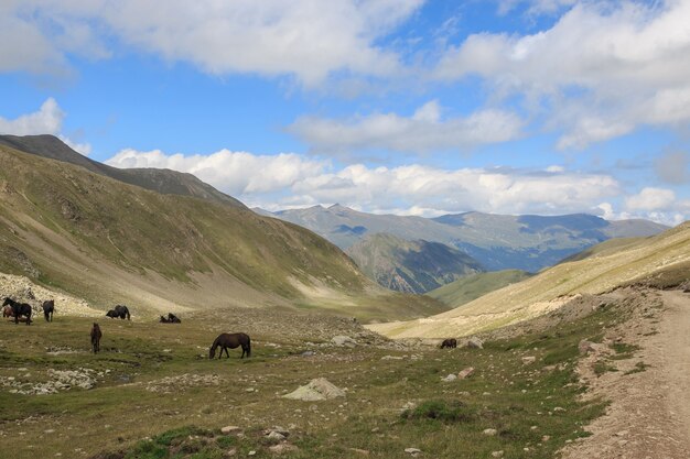 Panorama view of horses in mountains of national park Dombay, Caucasus, Russia, Europe. Dramatic blue sky and sunny summer landscape