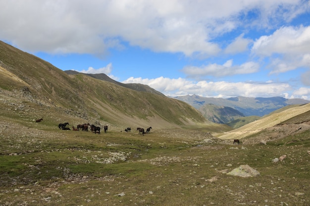 Panorama view of mountains scenes in national park Dombay, Caucasus, Russia, Europe. Dramatic blue sky and sunny summer landscape